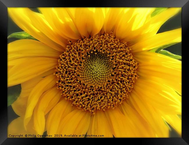 glowing summer sunflower Framed Print by Philip Openshaw