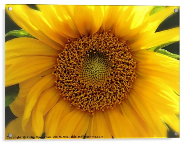 glowing summer sunflower Acrylic by Philip Openshaw