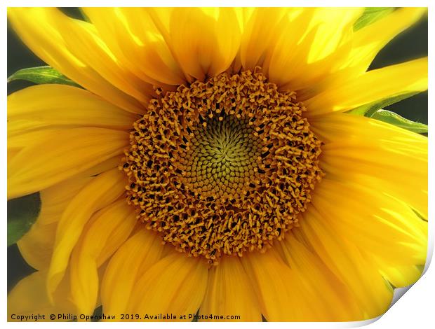 glowing summer sunflower Print by Philip Openshaw