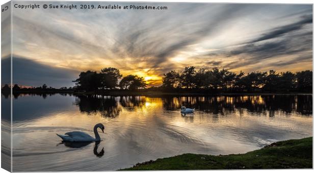 Swans at Sunset on Hatchet Pond Canvas Print by Sue Knight