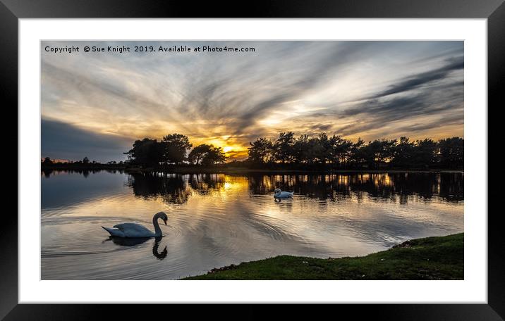 Swans at Sunset on Hatchet Pond Framed Mounted Print by Sue Knight