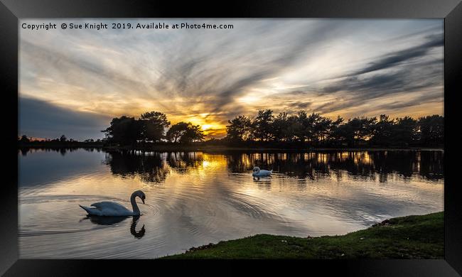 Swans at Sunset on Hatchet Pond Framed Print by Sue Knight