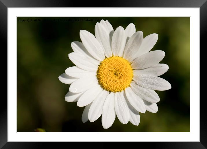 Dew covered Ox-eye Daisy Framed Mounted Print by Jim Jones