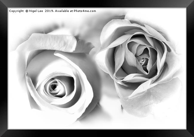 Roses Framed Print by Nigel Lee