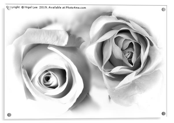 Roses Acrylic by Nigel Lee