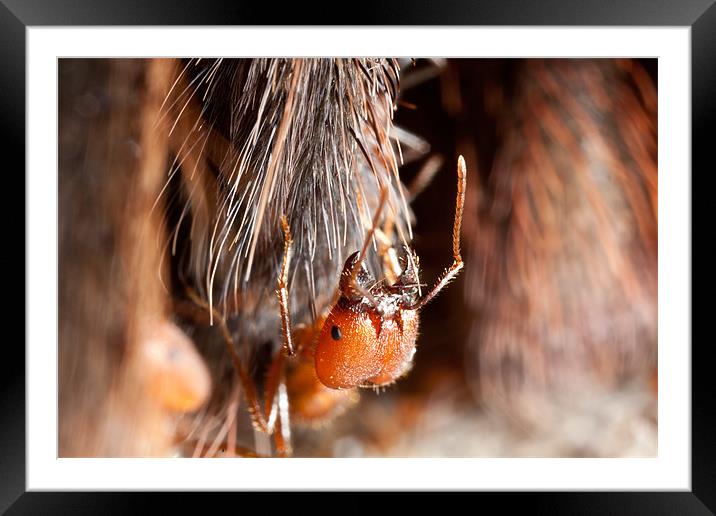 Ant on a tarantula leg Framed Mounted Print by Craig Lapsley