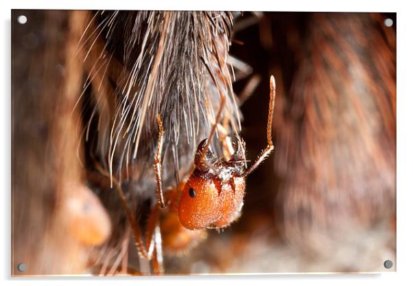 Ant on a tarantula leg Acrylic by Craig Lapsley