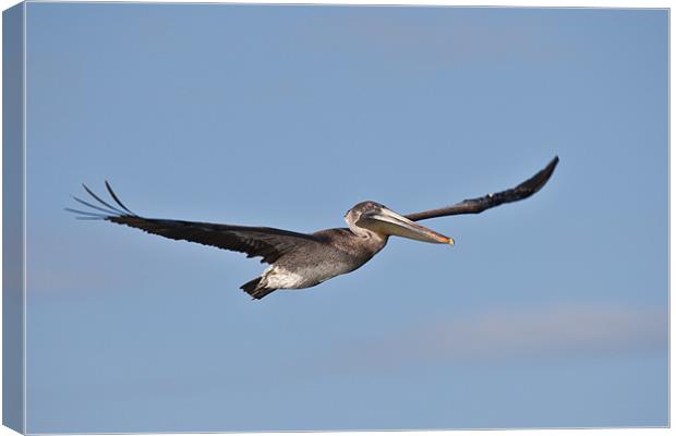 brown pelican flying against a blue sky Canvas Print by Craig Lapsley