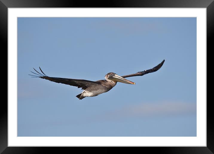 brown pelican flying against a blue sky Framed Mounted Print by Craig Lapsley