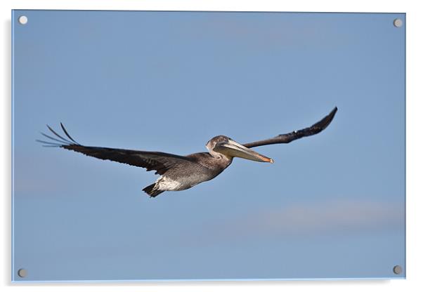 brown pelican flying against a blue sky Acrylic by Craig Lapsley