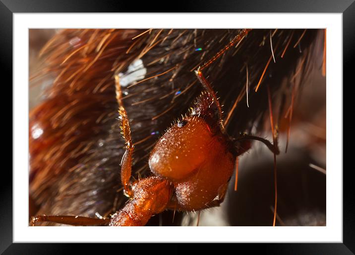red Ant eating a tarantula spider Framed Mounted Print by Craig Lapsley