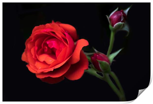 Rose red Print by sharon revell