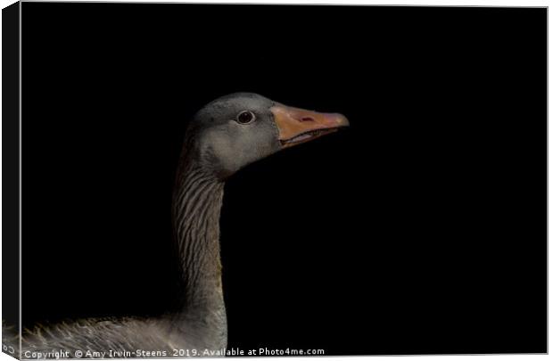 Greylag Goose Canvas Print by Amy Irwin-Steens