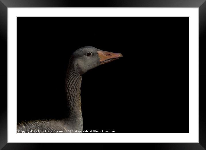 Greylag Goose Framed Mounted Print by Amy Irwin-Steens