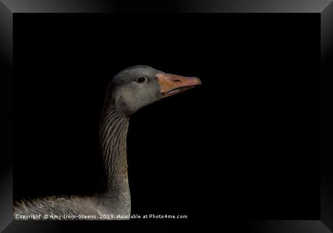Greylag Goose Framed Print by Amy Irwin-Steens