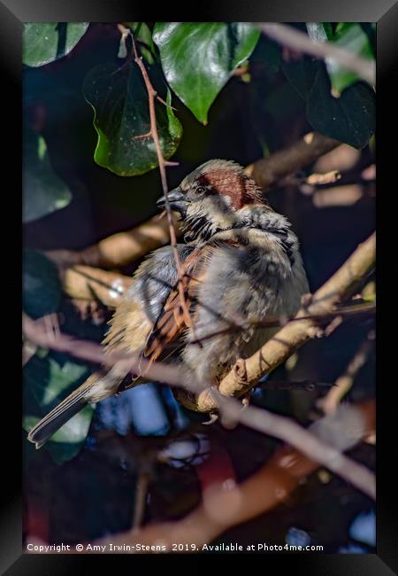Working Finch Framed Print by Amy Irwin-Steens