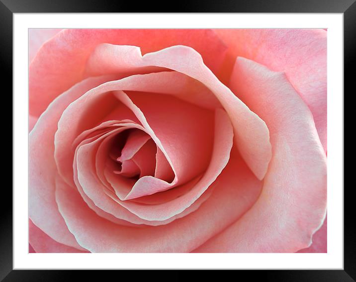 Pink Rose Framed Mounted Print by Kate Barley