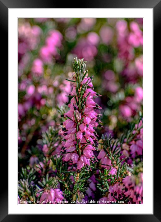 Standing Heather Framed Mounted Print by Amy Irwin-Steens