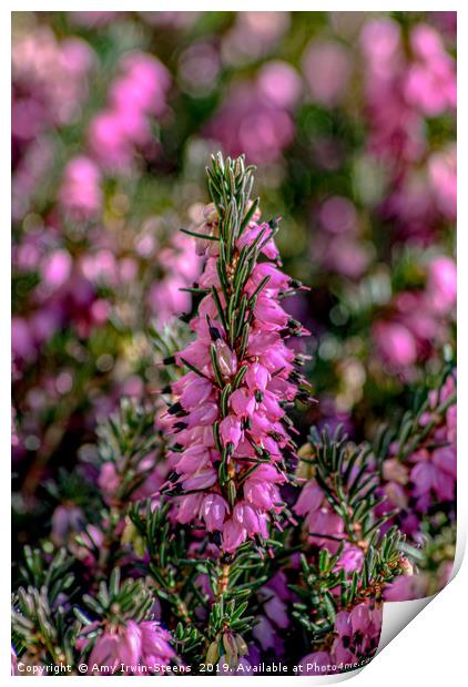 Standing Heather Print by Amy Irwin-Steens