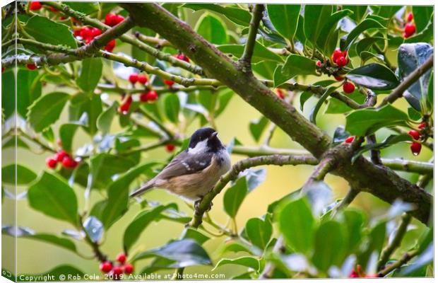 Coal Tit (Periparus ater) In A Holly Tree Canvas Print by Rob Cole