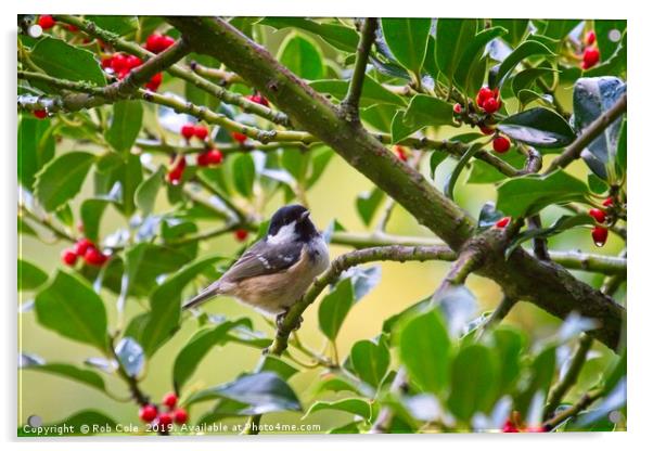 Coal Tit (Periparus ater) In A Holly Tree Acrylic by Rob Cole