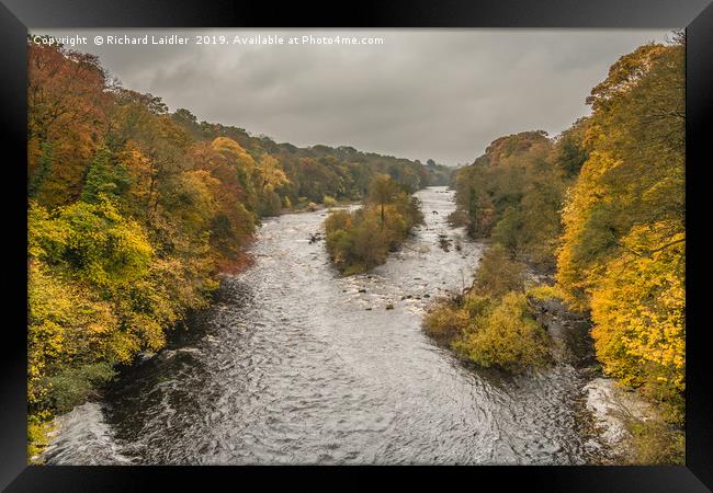Autumn on the River Tees at Winston 1 Framed Print by Richard Laidler