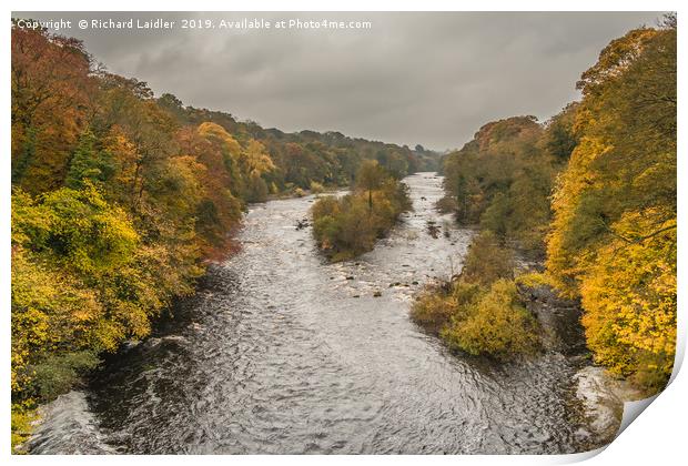 Autumn on the River Tees at Winston 1 Print by Richard Laidler