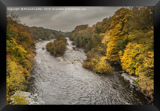 Autumn on the River Tees at Winston 2 Framed Print by Richard Laidler