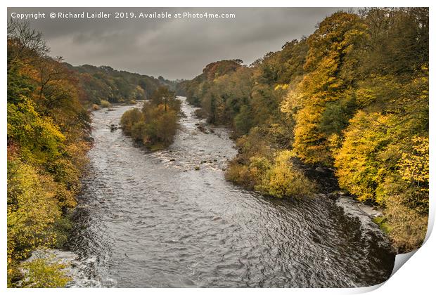 Autumn on the River Tees at Winston 2 Print by Richard Laidler