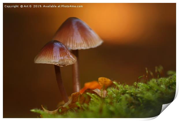 New Forest Fungi Print by Art G