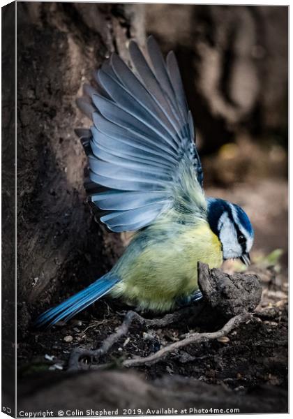 In a Flap Canvas Print by Colin Shepherd