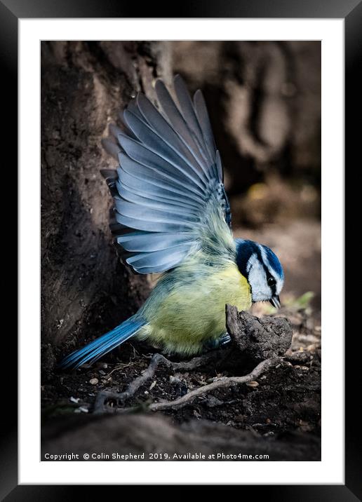 In a Flap Framed Mounted Print by Colin Shepherd