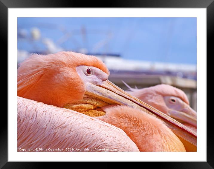  Pink pelicans in paphos harbour Framed Mounted Print by Philip Openshaw