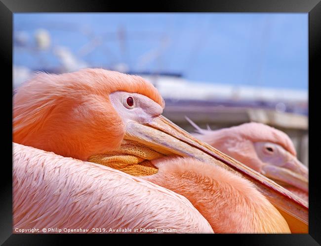  Pink pelicans in paphos harbour Framed Print by Philip Openshaw