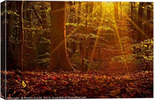 Autumn Woodland Sunshine Canvas Print by Martyn Arnold