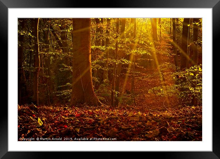 Autumn Woodland Sunshine Framed Mounted Print by Martyn Arnold
