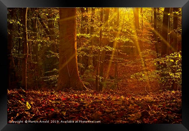 Autumn Woodland Sunshine Framed Print by Martyn Arnold