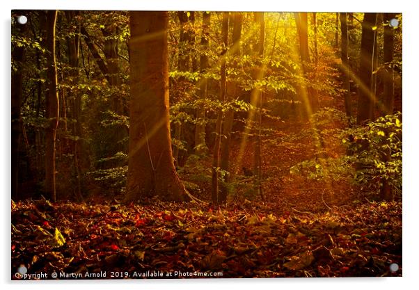 Autumn Woodland Sunshine Acrylic by Martyn Arnold