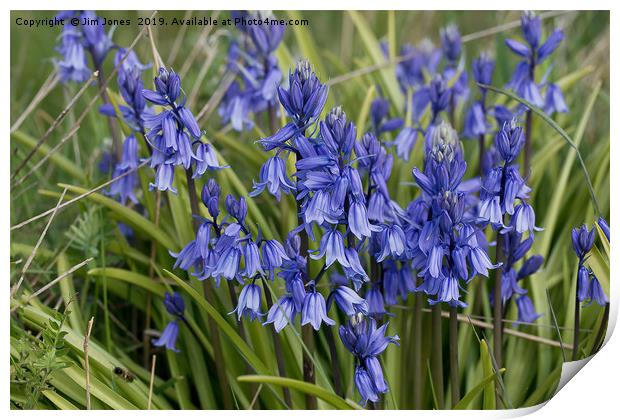 English Wild Flowers - Clump of Bluebells Print by Jim Jones