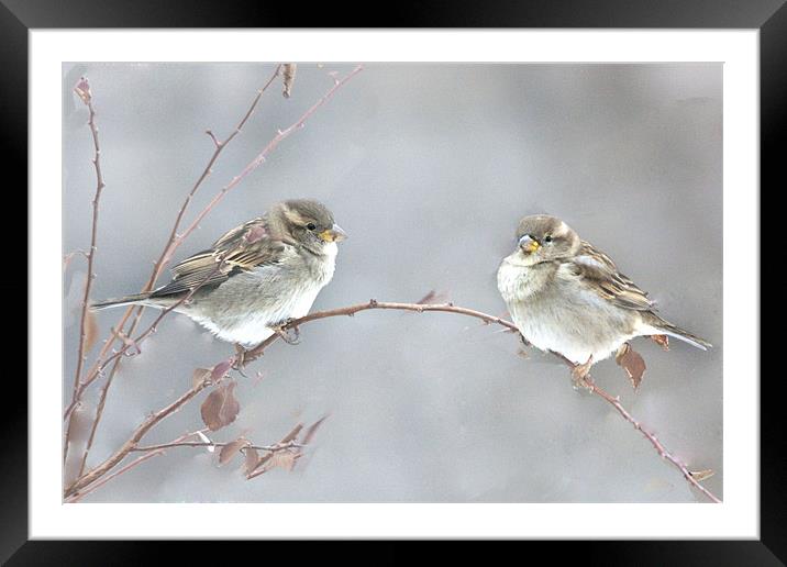 Fledglings Framed Mounted Print by Brian Beckett