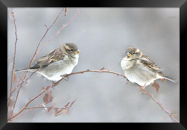 Fledglings Framed Print by Brian Beckett