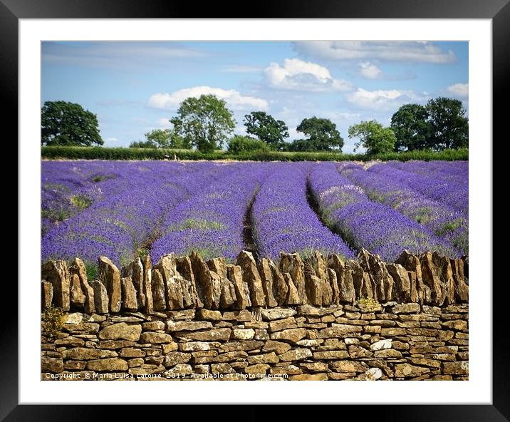 Lavender fields, Somerset Framed Mounted Print by Maria Luisa Latorre