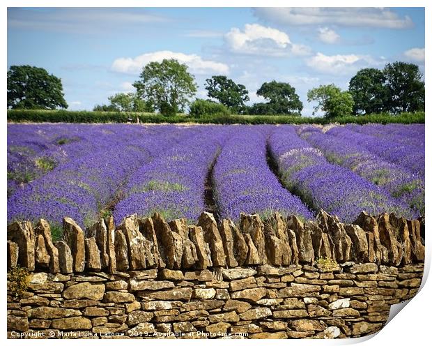 Lavender fields, Somerset Print by Maria Luisa Latorre