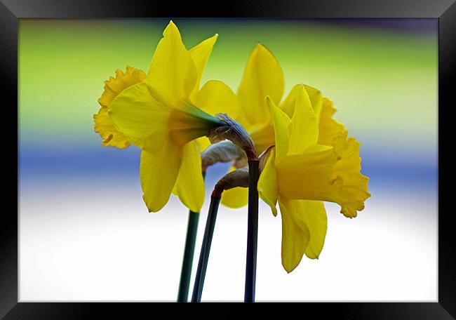 Daffodil Cluster Framed Print by Donna Collett