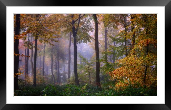 Misty Autumn Woodlands Framed Mounted Print by Ceri Jones
