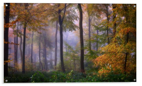 Misty Autumn Woodlands Acrylic by Ceri Jones