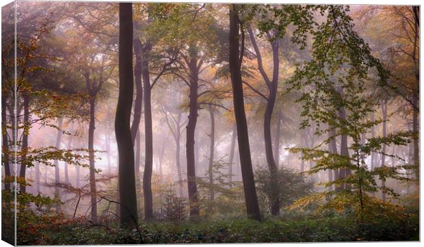 Misty Autumn Woodlands Canvas Print by Ceri Jones