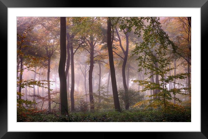 Misty Autumn Woodlands Framed Mounted Print by Ceri Jones