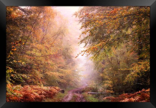 Autumn Path Framed Print by Ceri Jones