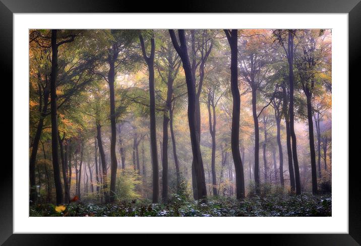 Autumn Beech Woodlands Framed Mounted Print by Ceri Jones
